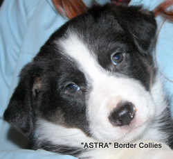 Triclour Male border collie puppy